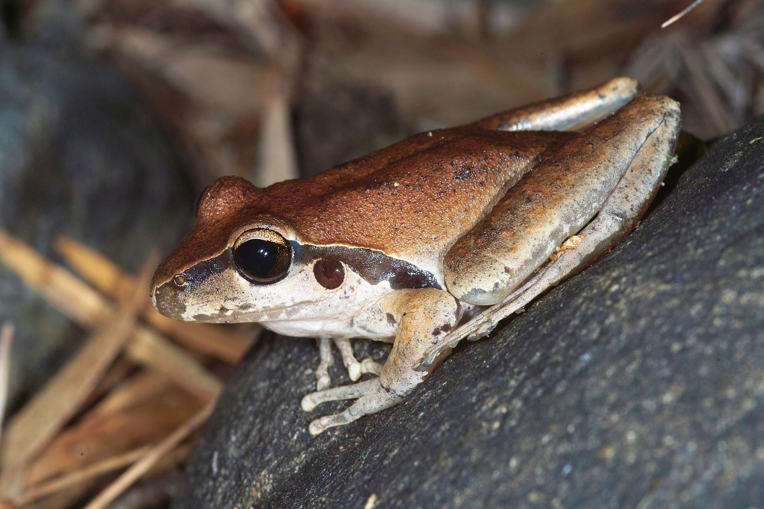 Another Wilcoxs Frog in a common pose