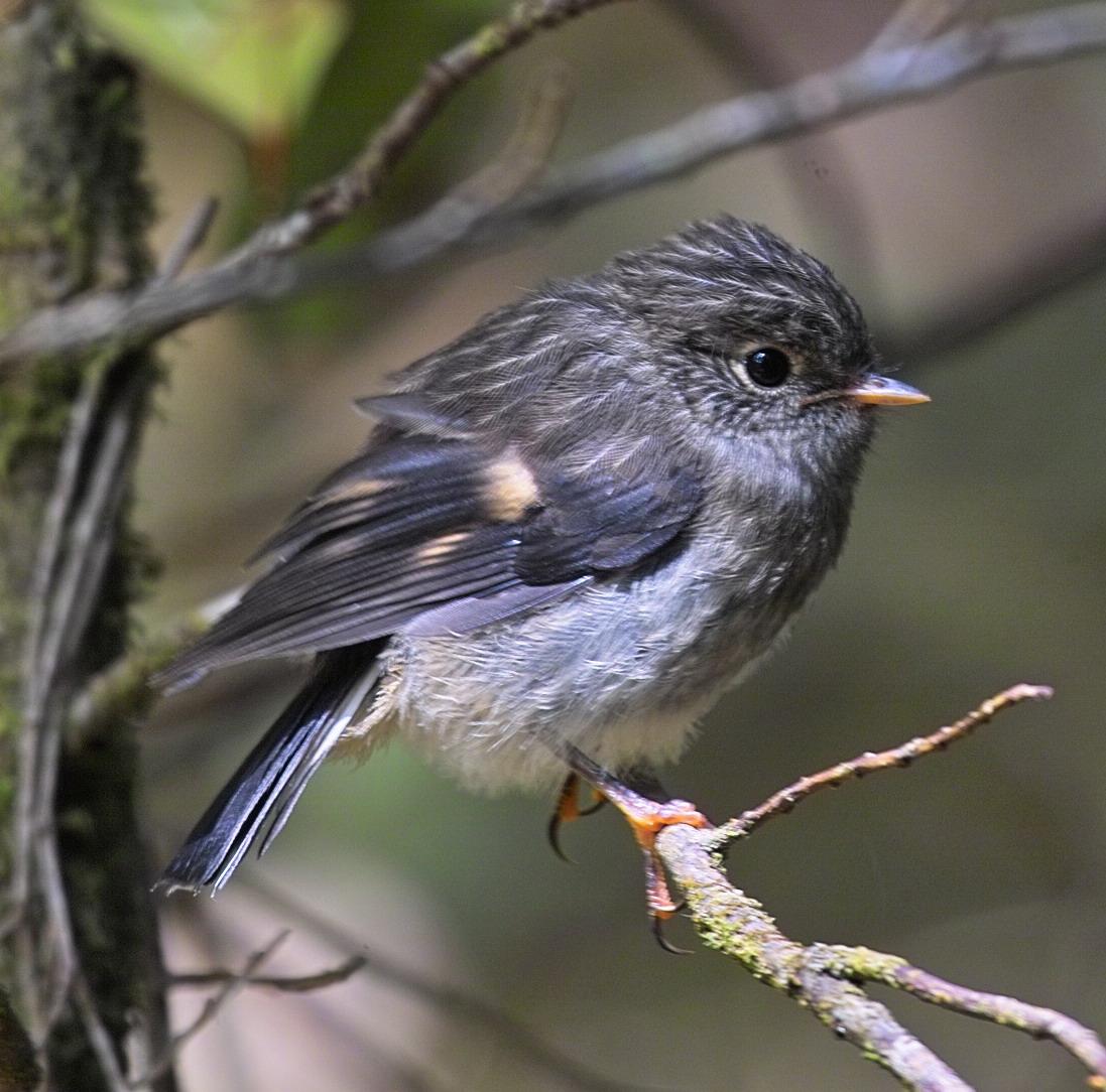 South Island Robin