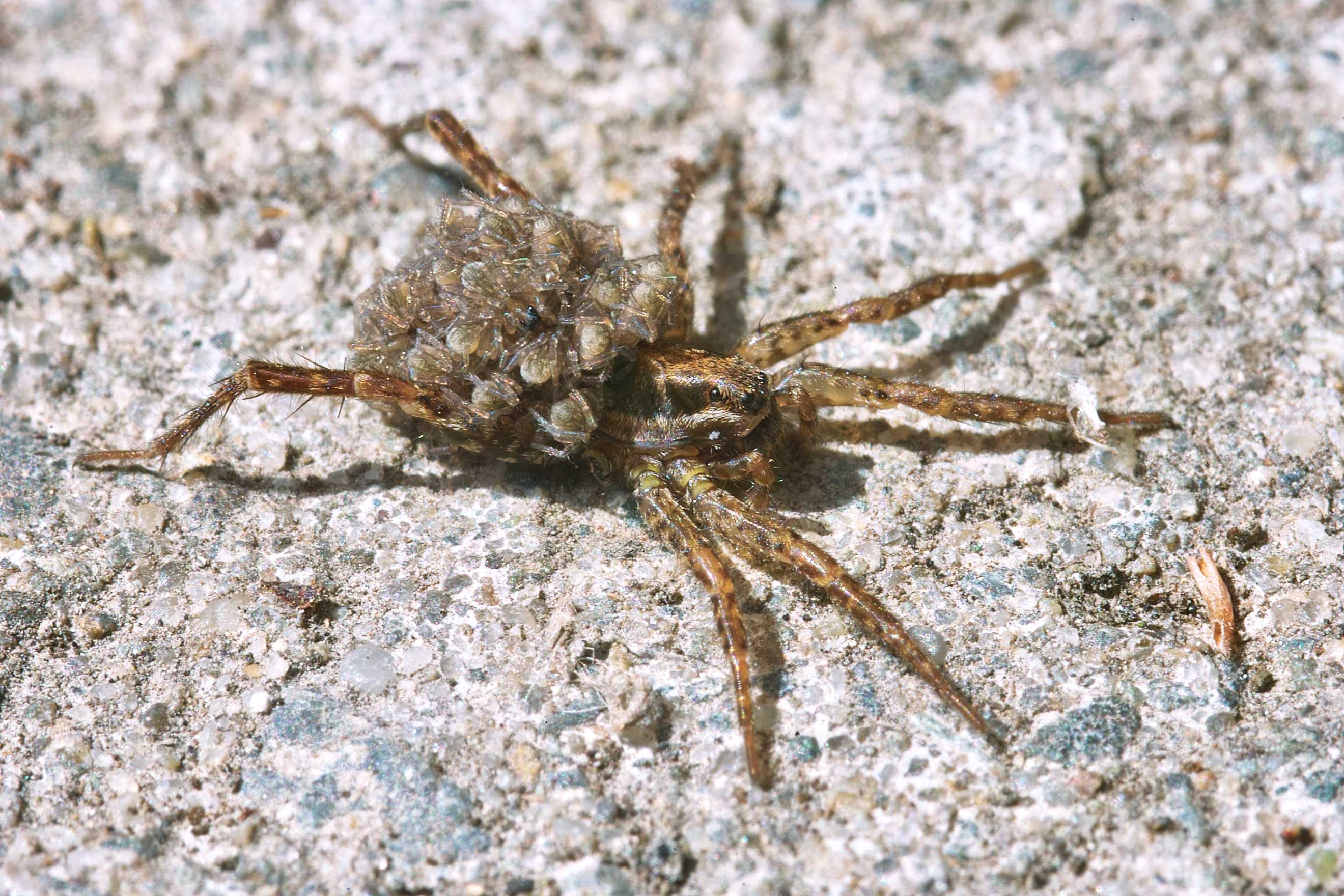 Spider And Young