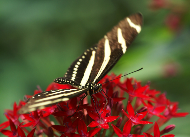 Leffet papillon