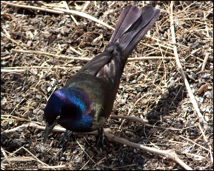 0897 Common Grackle male.jpg