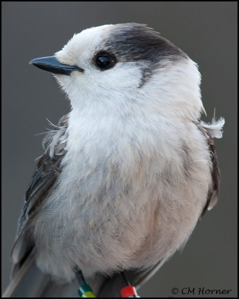 0906 Gray Jay.jpg