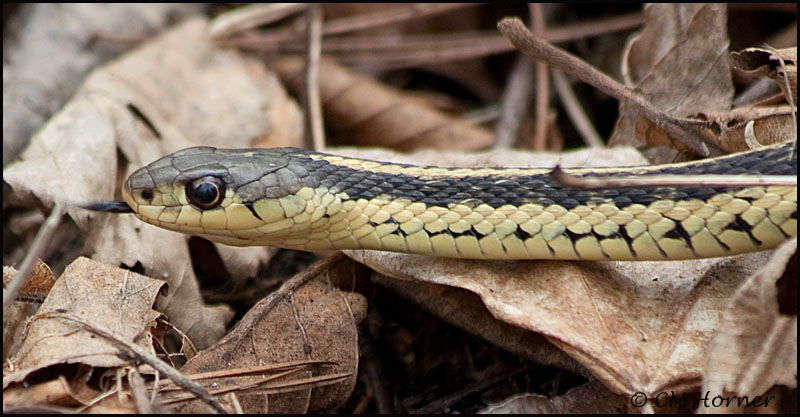 1112 Garter Snake.jpg