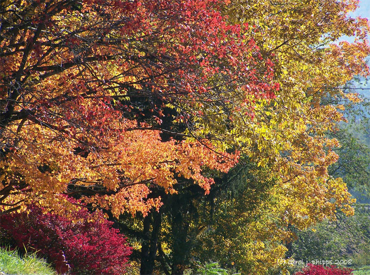 Natures Handiwork.