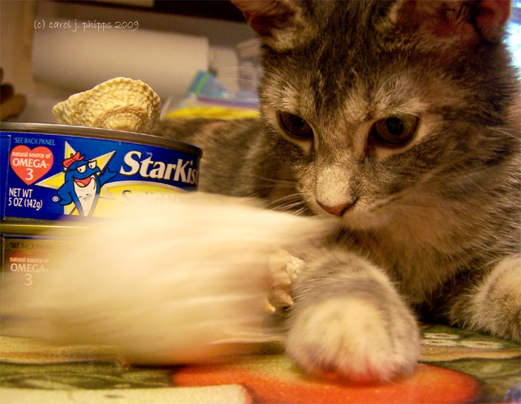 Playng with a Shell.