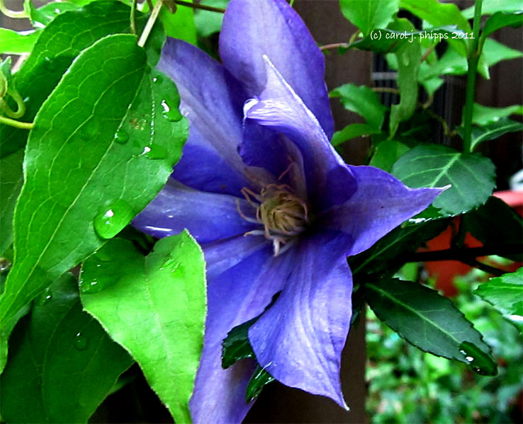 Clematis