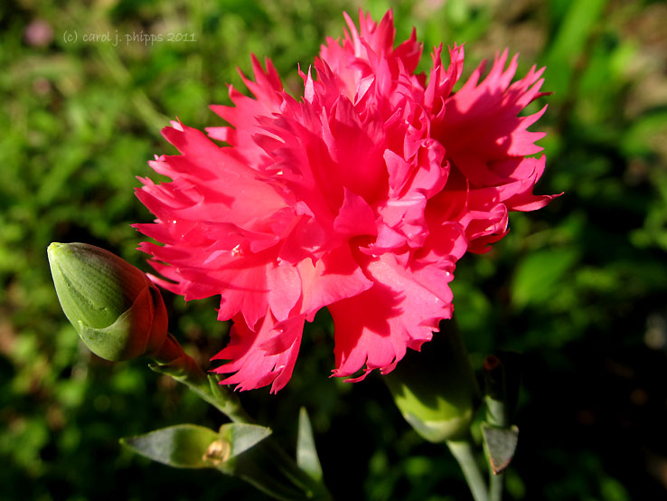 Pink Carnation
