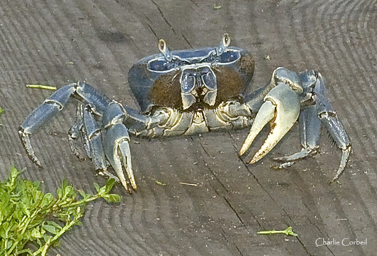 Land Crab  On Board Walk