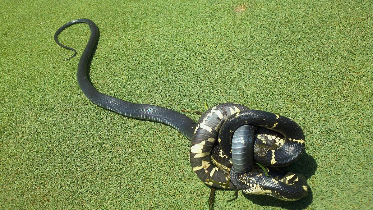 Snake Eating another Snake 1