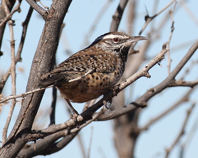 Cactus Wren