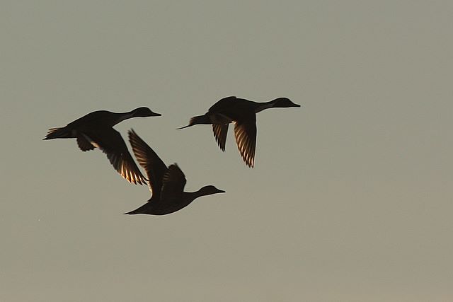 Northern Pintail