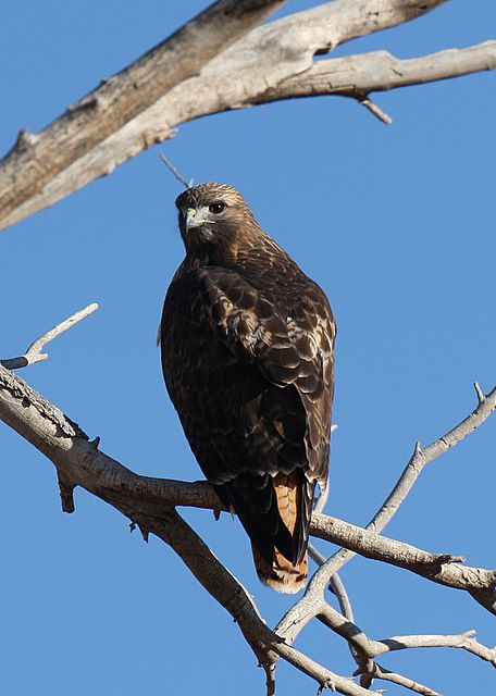 Red-tailed Hawk