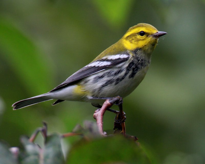 Black-throated Green Warbler