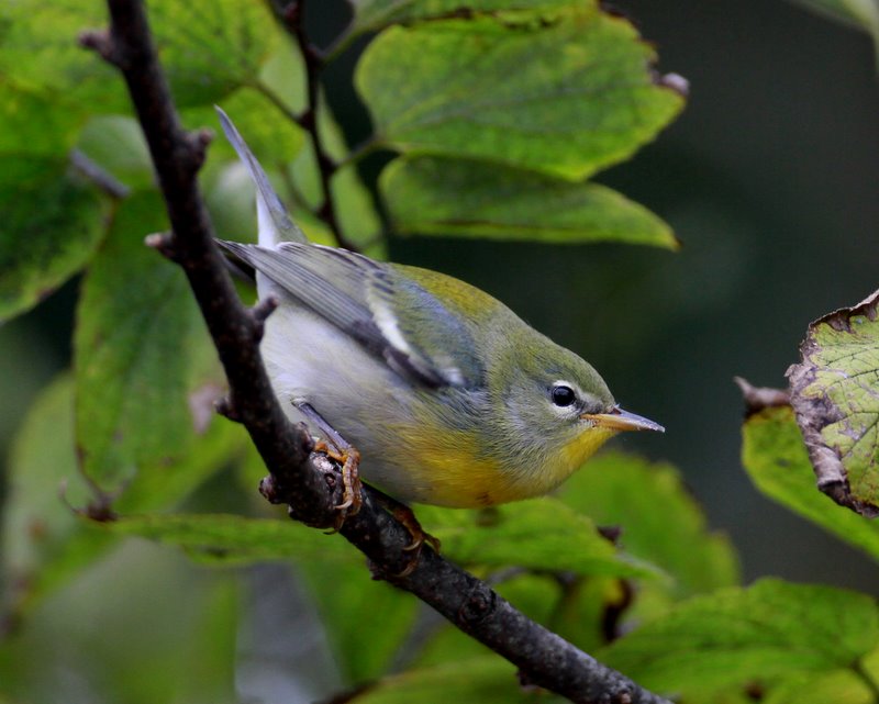 Northern Parula