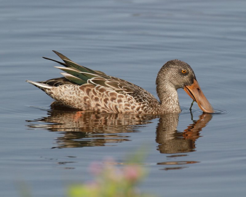 Northern Shoveler