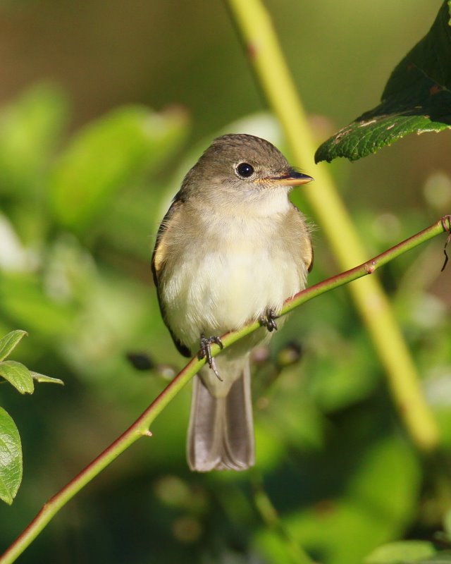 Least Flycatcher