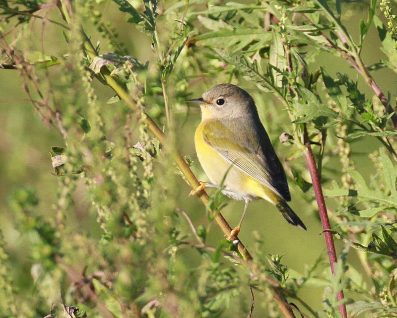 Nashville Warbler