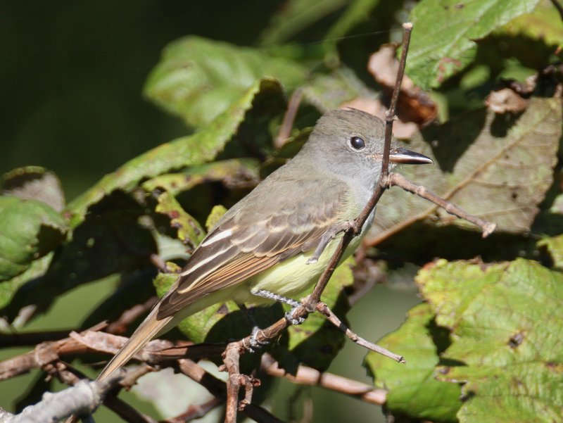 Great Crested Flycatcher