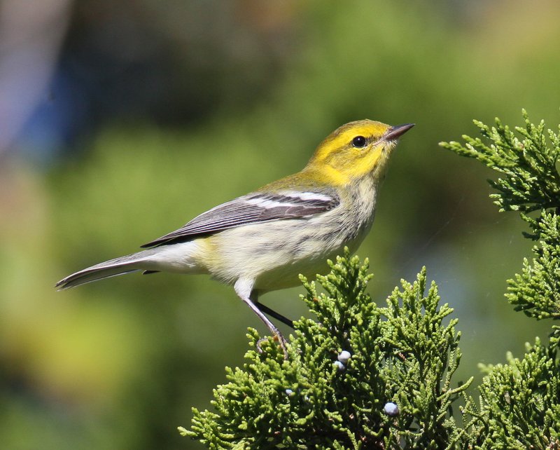 Black-throated Green Warbler