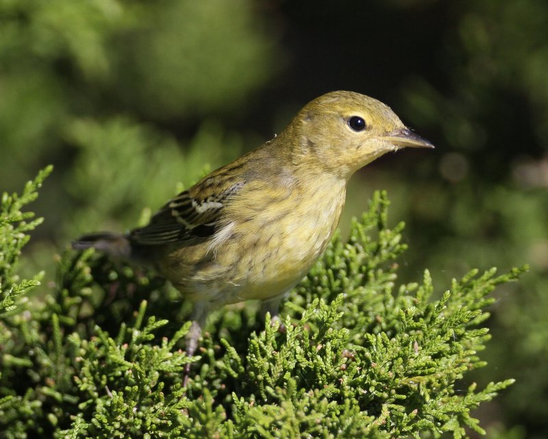 Blackpoll Warbler