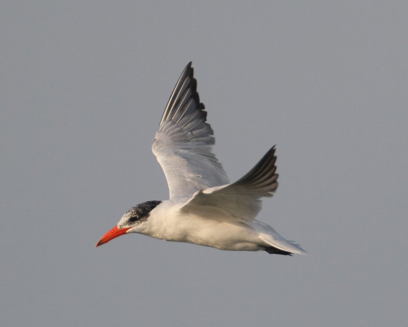 Caspian Tern