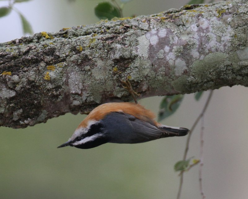 Red-breasted Nuthatch