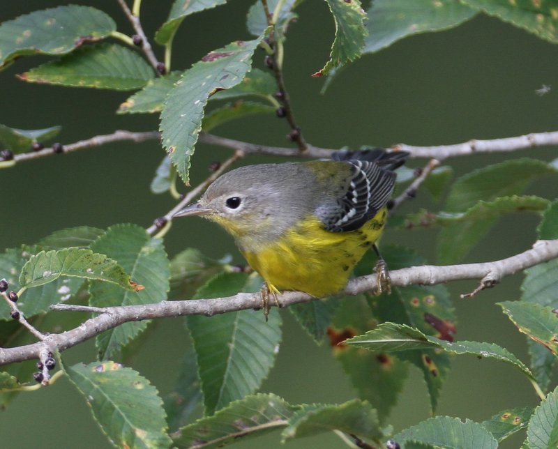 Magnolia Warbler