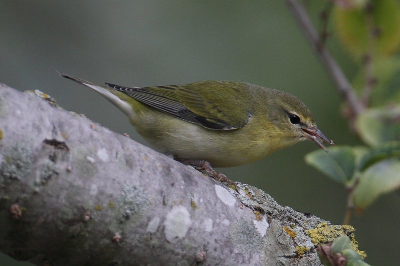 Tennessee Warbler