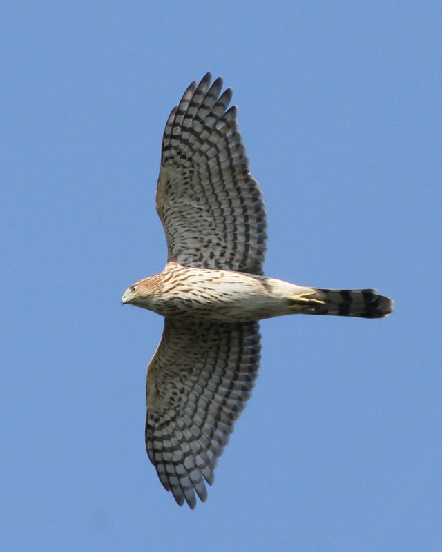 Coopers Hawk