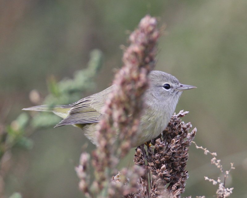 Orange-crowned Warbler