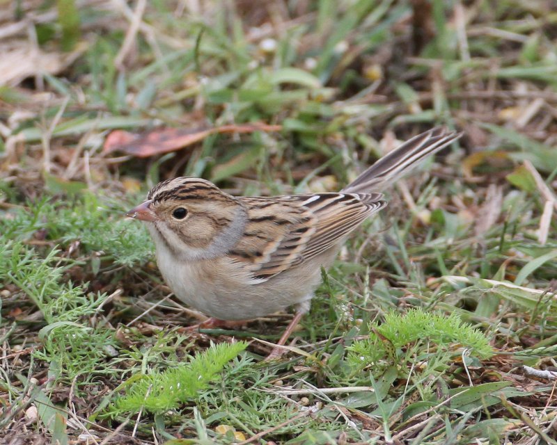 Clay-colored Sparrow