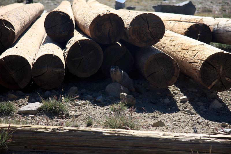 Marmot marmot marmot!