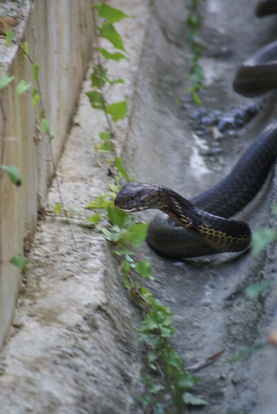 King Cobra