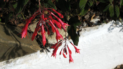 Red Flowers and White.jpg