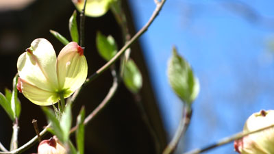 o3/64/818264/1/90129064.URFQb0mx.DogwoodBlossoms.jpg