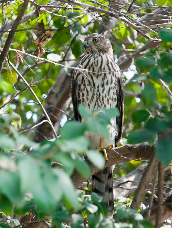 Coopers Hawk