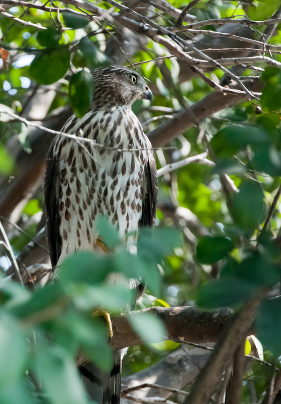 Coopers Hawk