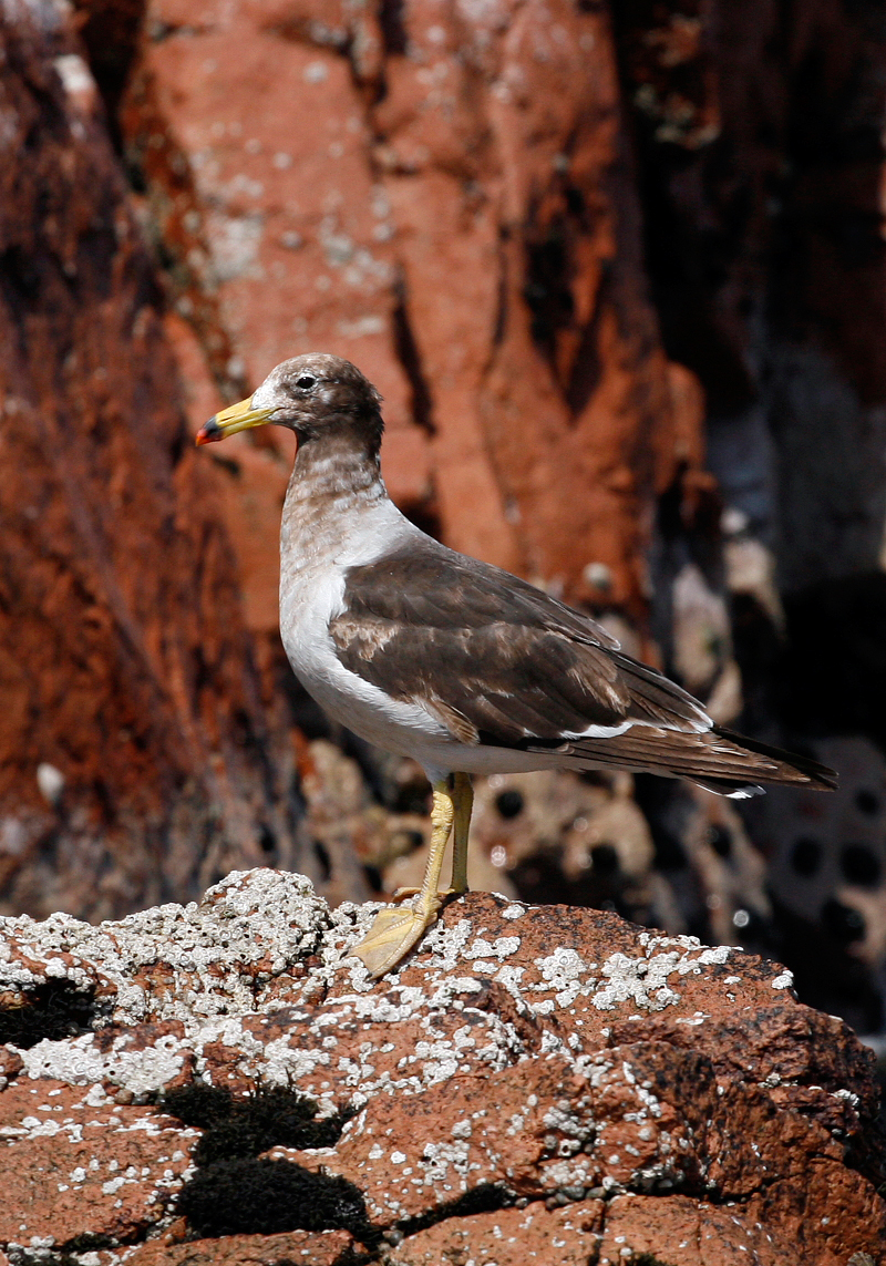 Ballestas Islands