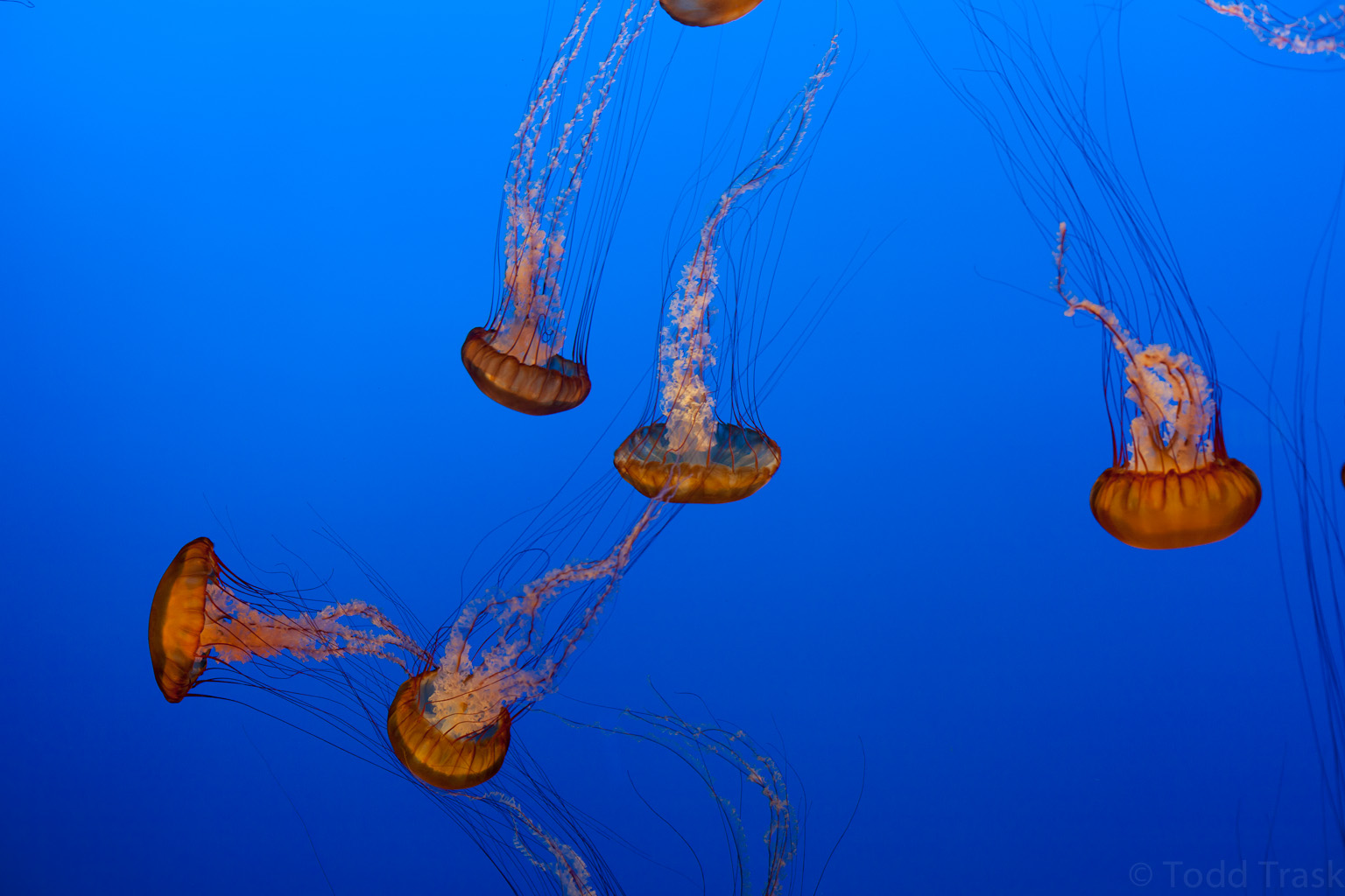 jellyfish.jpg