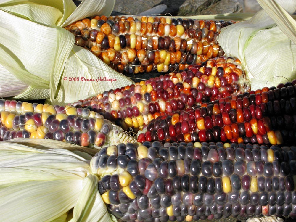 I grew Indian Corn One Year