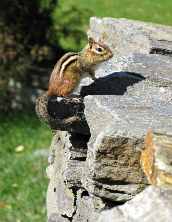 Chipmunk on the Terrace