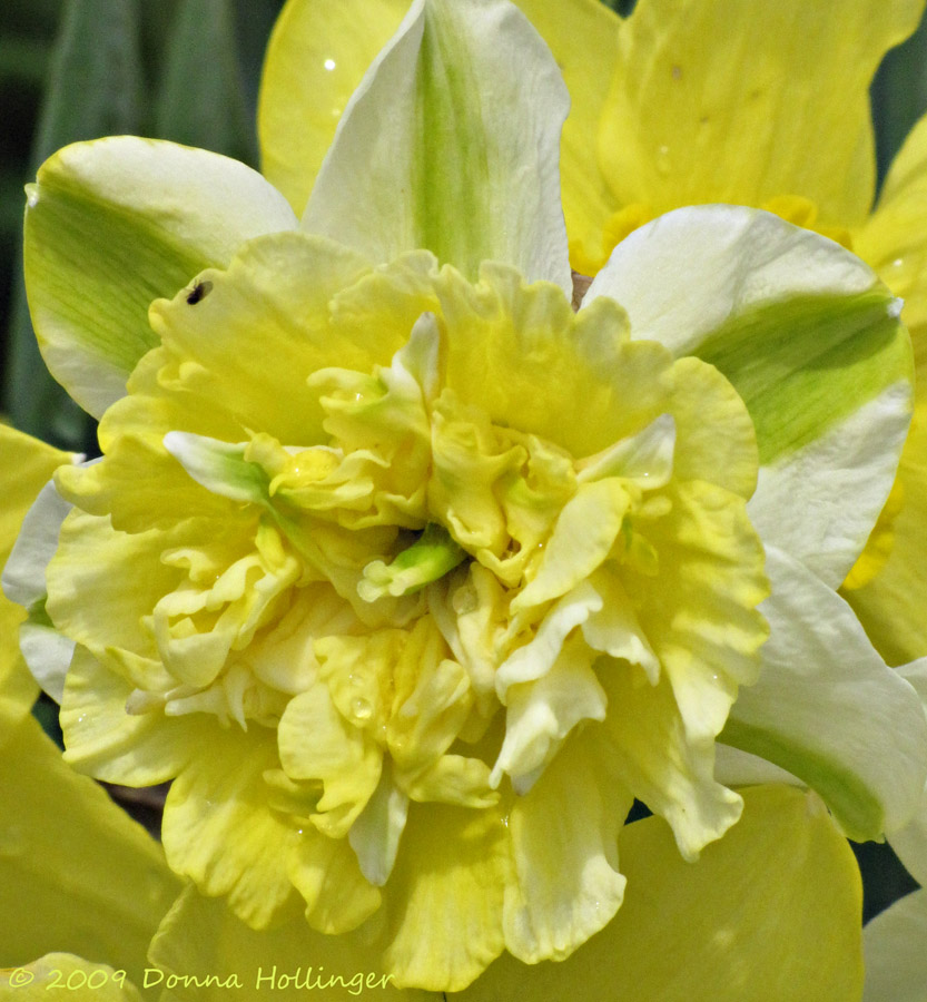 Ruffled Narcissus