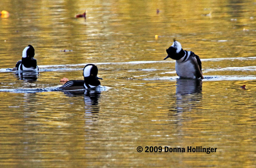 Three Male Hooded Mergansers