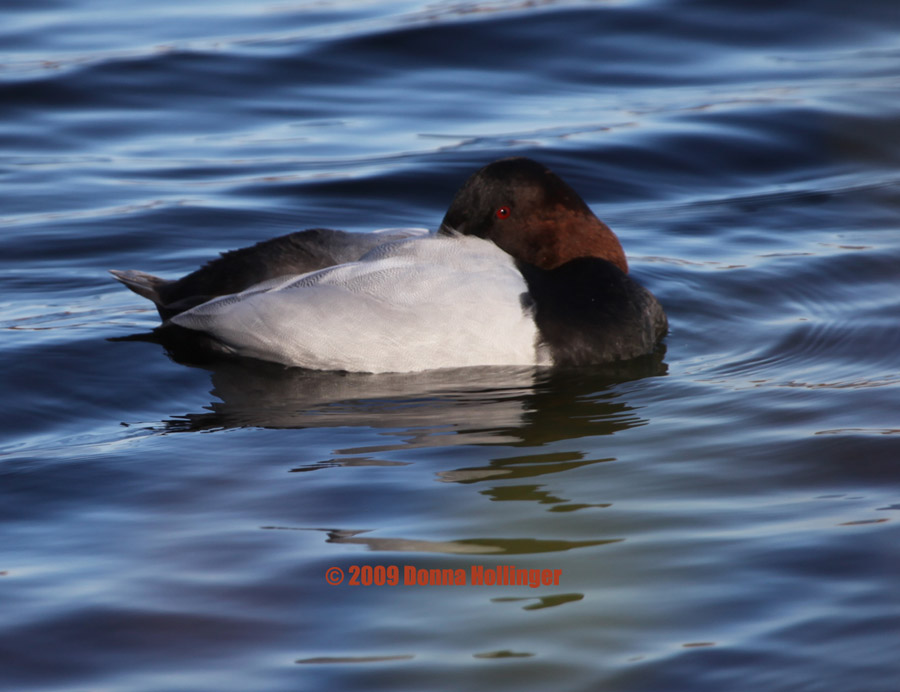 Canvasback Duck Resting