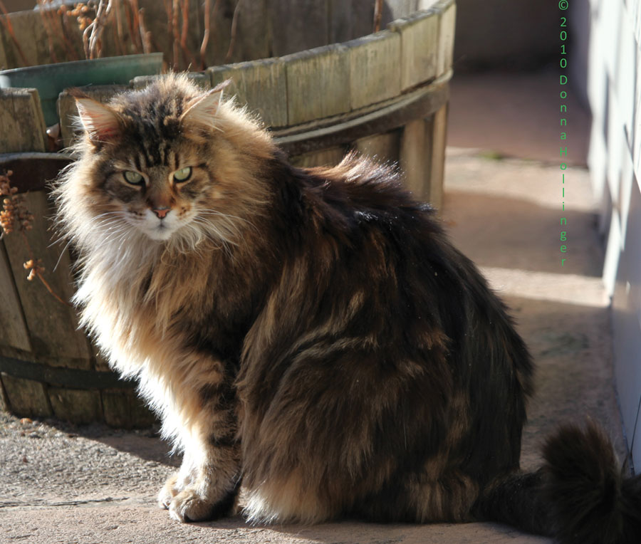 Augie is a Maine Coon Cat