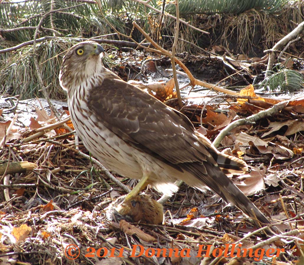 Coopers Hawk Turning