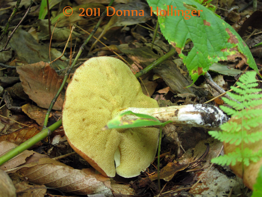 912.bolete.bvrp.0090.jpg