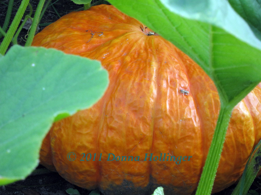 Orange Pumpkin in the Upper Garden