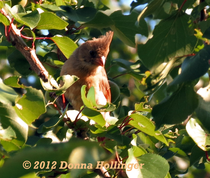 Immature Female Cardinal at my Neighbors Fruit  tree