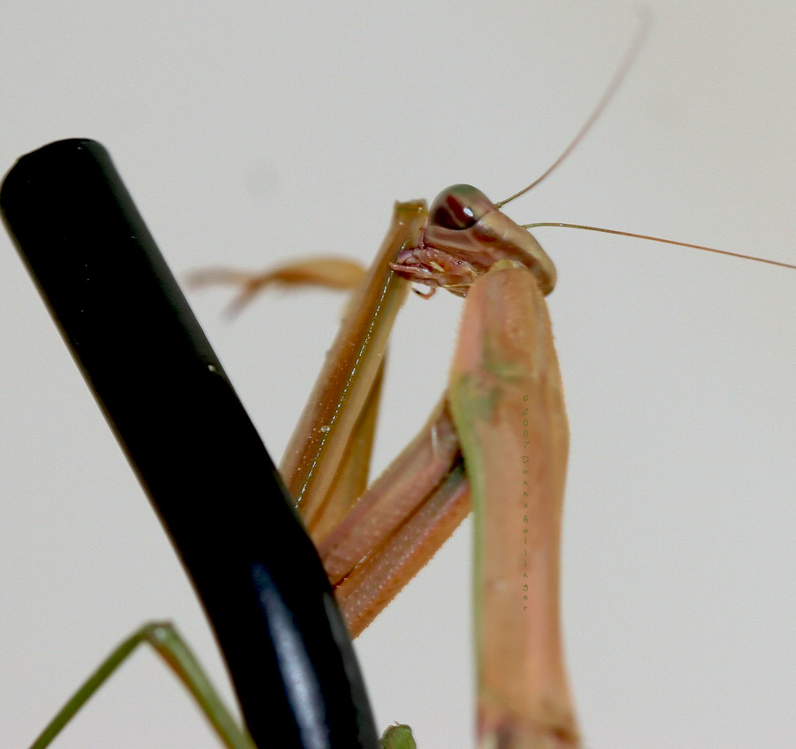 Missy Mantis cleaning her elbow